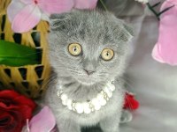 Scottish fold bebeklerimiz yeni ailelerini bekliyor