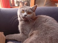 Ücretsiz sahiplendirme british shorthair kedisi