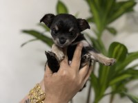Pinscher değil chihuahua veriyoruz