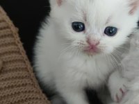 Sevdiğiniz için en güzeli british shorthair
