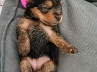 0 numara orijinal yorkie