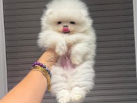 Orjinal ayıcık suratlı pomeranian boo teddy