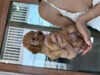 45 Günlük 2 Dişi Toy Poodle