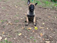 Belçika kurdu (Malinois)