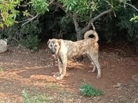Üst düzey orijinal kangal yavru 6 aylık erkek köpeğimiz