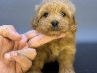 RED ÜST DÜZEY MALTİPOO BEBEKLERİMİZ