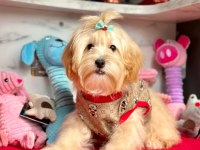 KALİTELİ MALTİPOO