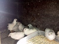 Çin bıldırcın sahiplendirme ve kuluçkalık yumurtası