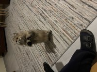 Uysal ve akıllı özel bir british longhair