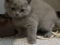 12 Mayıs doğumlu british shorthair yavrularımız