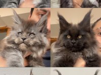 XXL Yurt Dışı Kan Hatlarından A Kalite Maine Coon