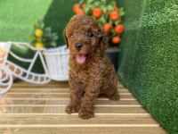 REFERANS POODLE YAVRUMUZ