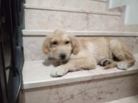 4.5 AYLIK ERKEK GOLDEN RETRİEVER