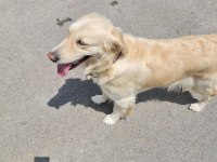 Golden retriever kızımıza yuva arıyoruz