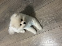 3 aylık pomeranian