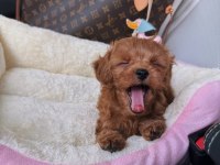 Kore Maltipo poodle ayarında