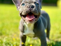 French Bulldog Yavruları ÇİFTLİKTEN   
