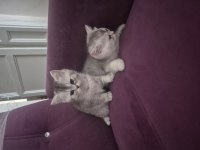 2 Aylık British Shorthair