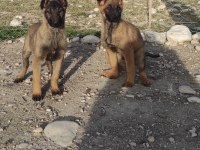 1 dişi ve 1 erkek Belçika kurdu aşıları yapıldı