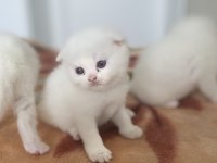 Safkan british shorthair kedimiz