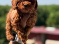 SHOW KALİTE MİNİBOY POODLE