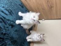 Ragdoll 3 Kedimiz