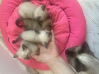 Kedilerim anne baba safkan