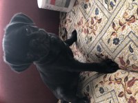 Son Erkek Safkan Pug Mops yavrumuz