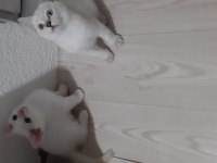 British shorthair evcilmen yavrularımız