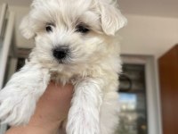 Terrier Maltese Malta