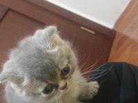 2 aylık britsh shorthair kedime yuva arıyorum