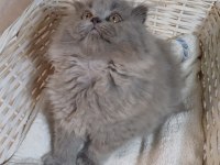 Anne altından british longhair bebekler