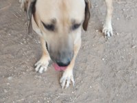 3 köpeğimizi sahiplendirme
