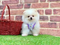 Pomeranian Boo Dişi