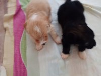 2 aylık erkek terrier