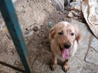 İngiliz Setter Av köpeği