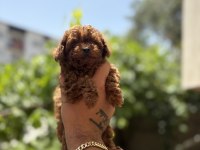Orjinal kore toy Poodle bebekler son 2 erkek kaldı