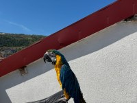 Full evcil 1.5 yaşında macaw