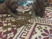 Toy poodle yavrularımız sizlere dost olmaya hazırdır
