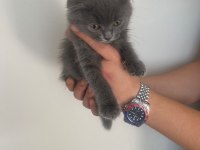 scottish fold