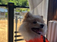 Tilki Pomeranian Boo Poffy