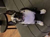 Black merle ten french bulldog
