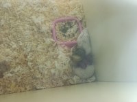 Sahiplendirme hamster gonzales