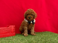 Sevimli Toy Poodle Yavrularımız