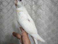 Sultan yavruları 2 aylik albino
