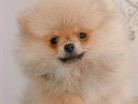 Pomeranian Boo Dişi Yavru