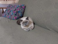 British blue point dişi kedimiz