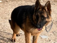 Şecereli Alman Çoban Köpeği