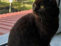 NADİR RENK BRİTİSH KEDİMİZ YENİ YUVASINI ARIYOR