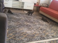 Yavru kediler sütten kesilmiş yaş ve kuru mama yiyor